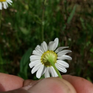 Photographie n°2357980 du taxon Matricaria chamomilla L. [1753]