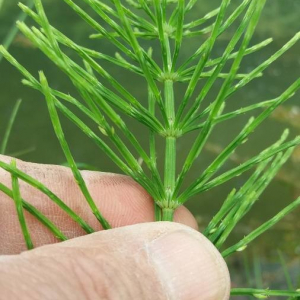 Photographie n°2358007 du taxon Equisetum arvense L. [1753]