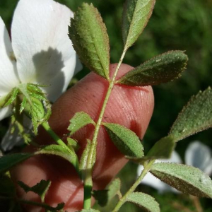 Photographie n°2358021 du taxon Rosa agrestis Savi [1798]