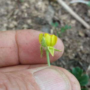 Photographie n°2358036 du taxon Ranunculus bulbosus L. [1753]