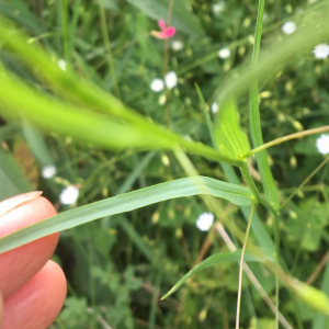 Photographie n°2358061 du taxon Lathyrus nissolia L. [1753]