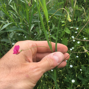 Photographie n°2358062 du taxon Lathyrus nissolia L. [1753]