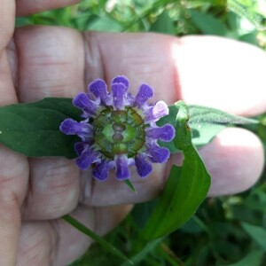 Photographie n°2358097 du taxon Prunella vulgaris L. [1753]