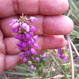 Photographie n°2358162 du taxon Erica cinerea L. [1753]