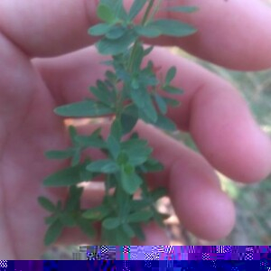 Photographie n°2358183 du taxon Hypericum perforatum L. [1753]