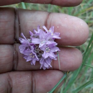 Photographie n°2358442 du taxon Armeria arenaria (Pers.) Schult. [1820]