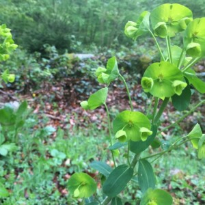 Photographie n°2358503 du taxon Euphorbia amygdaloides L. [1753]