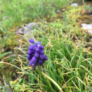 Photographie n°2358522 du taxon Muscari neglectum Guss. ex Ten. [1842]