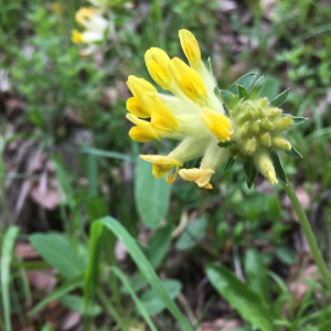 Photographie n°2358530 du taxon Anthyllis vulneraria L. [1753]
