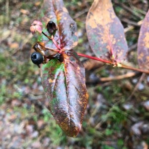 Photographie n°2358593 du taxon Hypericum androsaemum L.