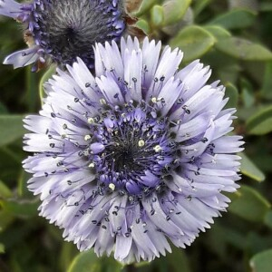 Photographie n°2358597 du taxon Globularia arabica Jaub. & Spach [1848]