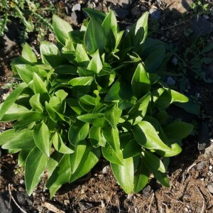 Photographie n°2358752 du taxon Centranthus ruber (L.) DC. [1805]