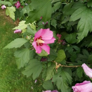 Photographie n°2359148 du taxon Hibiscus syriacus L. [1753]