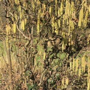 Photographie n°2359253 du taxon Corylus avellana L. [1753]