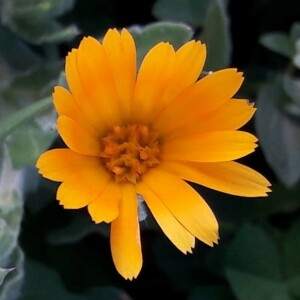 Photographie n°2359358 du taxon Calendula officinalis L. [1753]