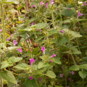 Photographie n°2359454 du taxon Clinopodium vulgare L.