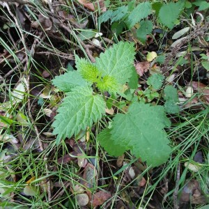 Photographie n°2359599 du taxon Urtica dioica L. [1753]