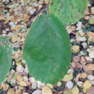 Photographie n°2359610 du taxon Corylus avellana L. [1753]