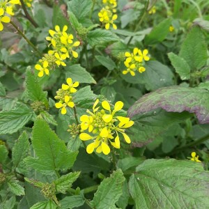  - Brassica juncea (L.) Czern. [1859]