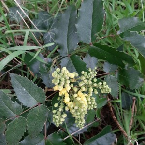 Photographie n°2359618 du taxon Berberis aquifolium Pursh [1814]