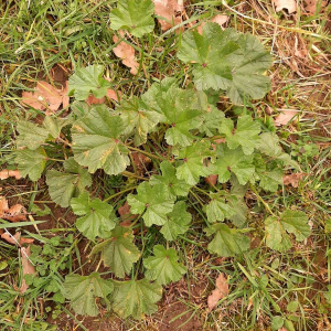 Photographie n°2359622 du taxon Althaea officinalis L. [1753]