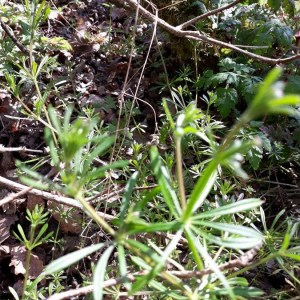 Photographie n°2359648 du taxon Galium verrucosum Huds. [1767]