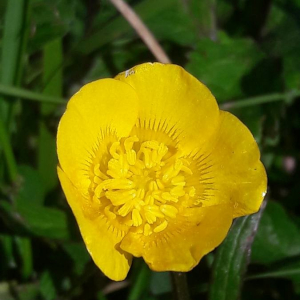 Photographie n°2359671 du taxon Ranunculus bulbosus L. [1753]