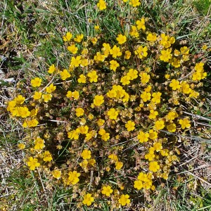 Photographie n°2359746 du taxon Potentilla verna L. [1753]