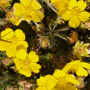 Photographie n°2359747 du taxon Potentilla verna L. [1753]