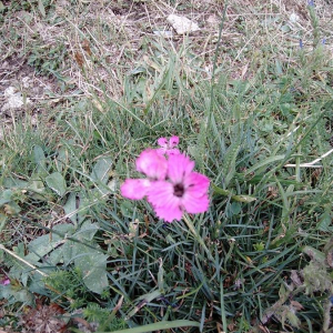 Photographie n°2359839 du taxon Dianthus carthusianorum L. [1753]