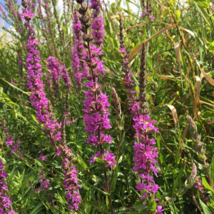 Photographie n°2359885 du taxon Lythrum salicaria L.