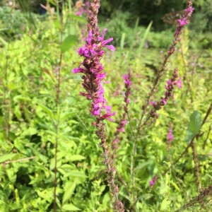 Photographie n°2359899 du taxon Lythrum salicaria L.