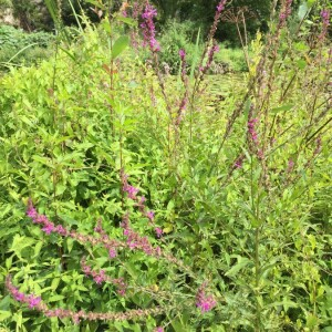 Photographie n°2359900 du taxon Lythrum salicaria L.