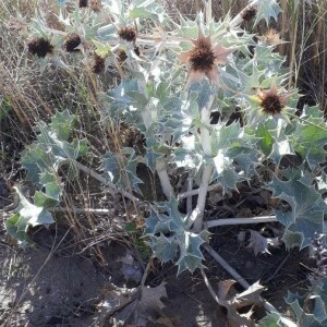 Photographie n°2359939 du taxon Eryngium maritimum L. [1753]