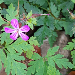 Photographie n°2360056 du taxon Geranium robertianum L. [1753]