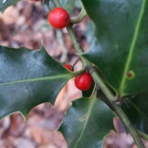 Photographie n°2360169 du taxon Ilex aquifolium L.