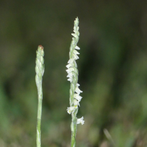 Photographie n°2360252 du taxon Spiranthes spiralis (L.) Chevall. [1827]