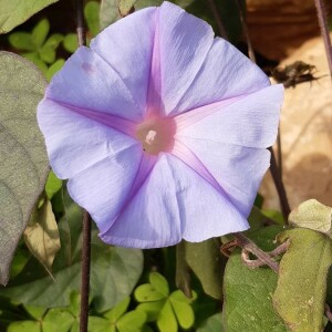 Photographie n°2360312 du taxon Ipomoea purpurea (L.) Roth [1787]