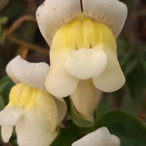 Photographie n°2360314 du taxon Antirrhinum majus L. [1753]