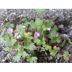 Geranium variabile Moench (Géranium de Sibérie)