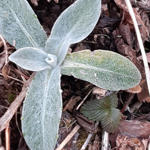 Photographie n°2360560 du taxon Stachys germanica L. [1753]