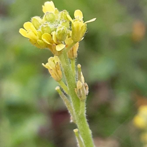 Photographie n°2360595 du taxon Sisymbrium officinale (L.) Scop. [1772]