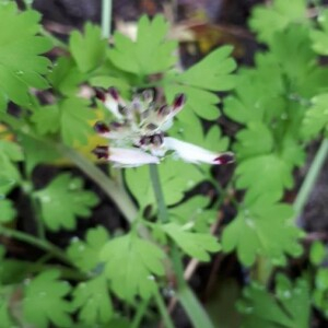 Photographie n°2360600 du taxon Fumaria bastardii Boreau [1847]