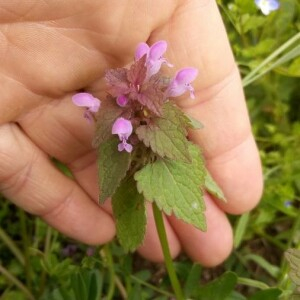 Photographie n°2360604 du taxon Lamium purpureum L. [1753]