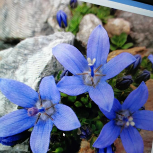 Photographie n°2360619 du taxon Campanula alpestris All. [1773]