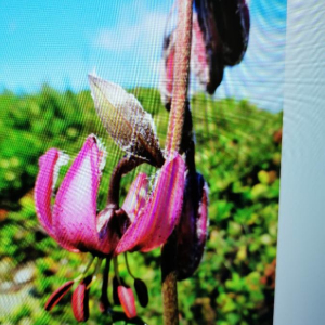 Photographie n°2360621 du taxon Lilium martagon L. [1753]