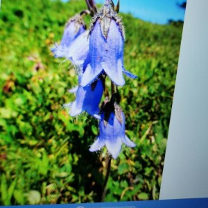 Photographie n°2360622 du taxon Campanula barbata L. [1759]