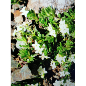 Galium baldense subsp. tendae (Rchb.f.) P.Fourn. (Gaillet de Tende)