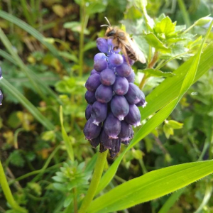 Photographie n°2360675 du taxon Muscari neglectum Guss. ex Ten. [1842]