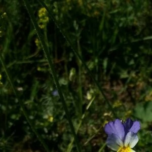 Photographie n°2360696 du taxon Viola tricolor L. [1753]